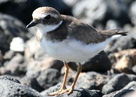 Ringed Plover juvenile