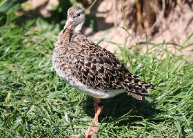 Ruff female