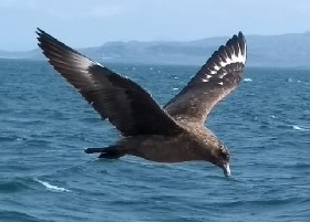 Great Skua