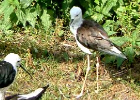 Black-winged Stilt