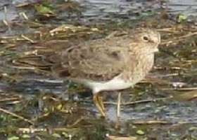 Temminck's Stint