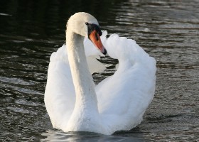 Mute Swan