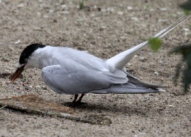 Arctic Tern