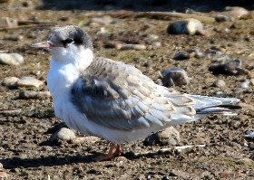 Common Tern