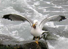 Yellow-legged Gull