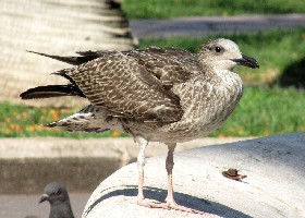 young Yellow-legged Gull