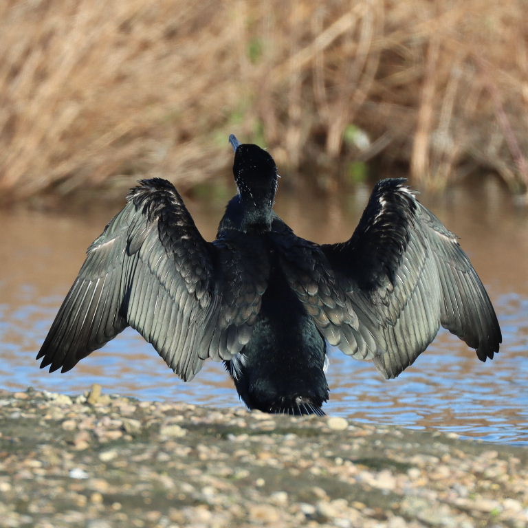 Cormorant