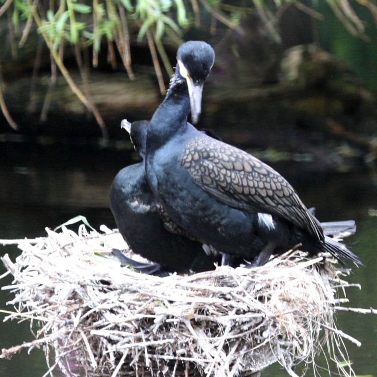 Cormorant nest