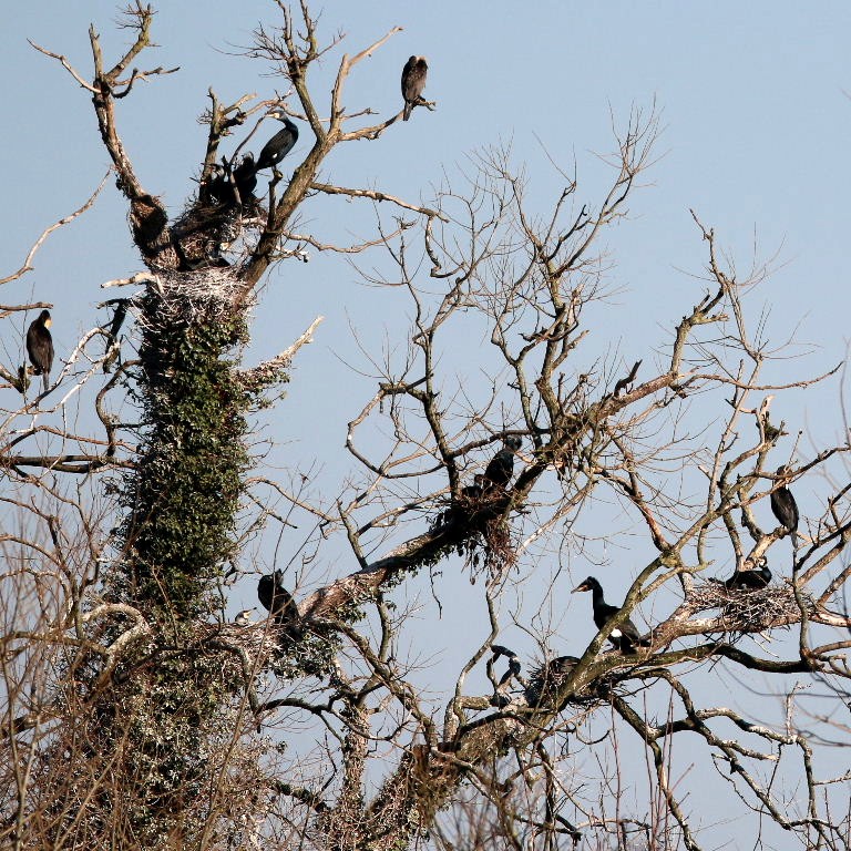 Cormorant nests, Lee Valley