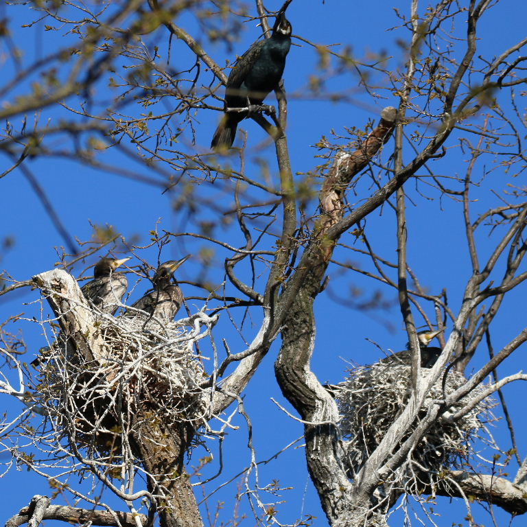Cormorant nests, Berlin