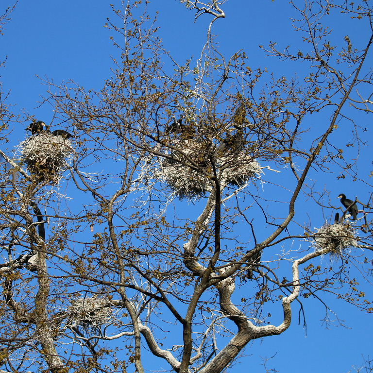 Cormorant nests, Berlin