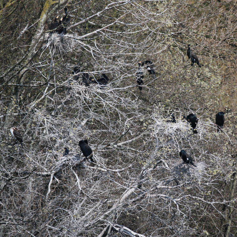 Cormorant nests, Lee Valley
