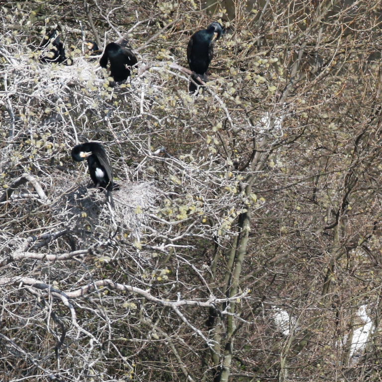 Cormorant nests, Lee Valley