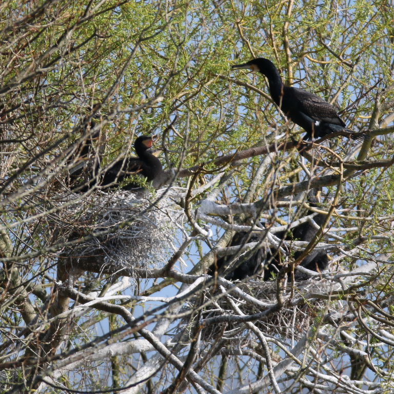 Cormorant nests, Lee Valley