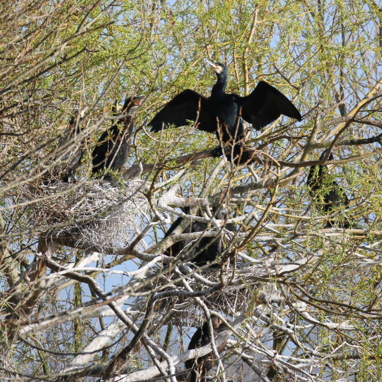 Cormorant nests, Lee Valley