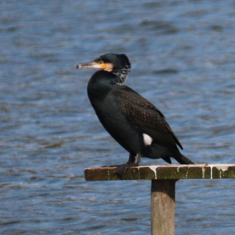 Cormorant