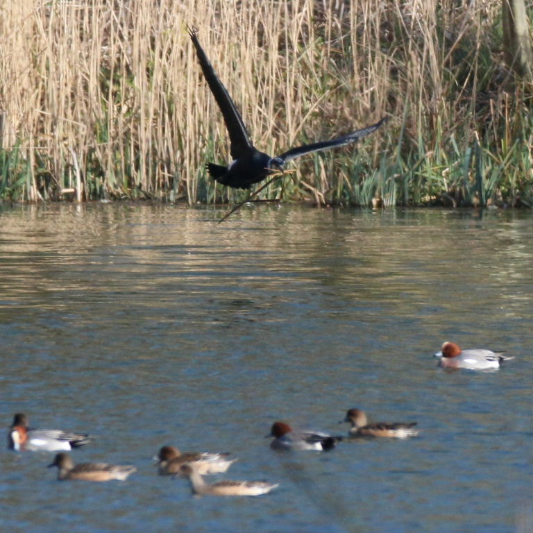 Cormorant with nesting material