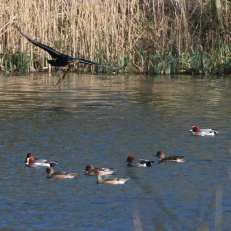 Cormorant with nesting material