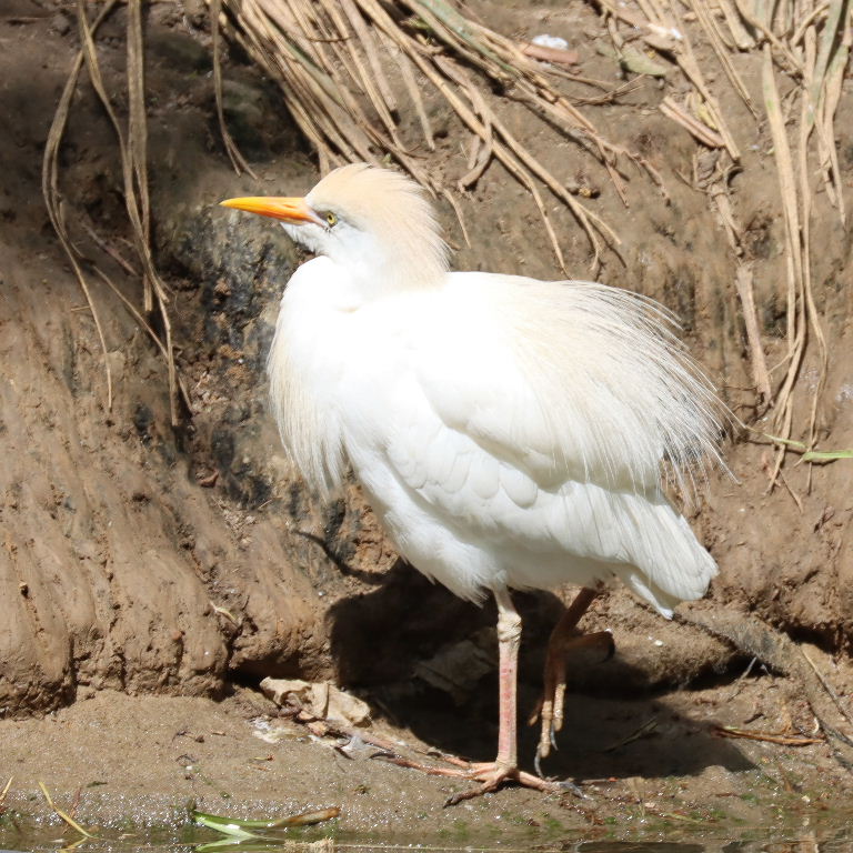 Cattle Egret