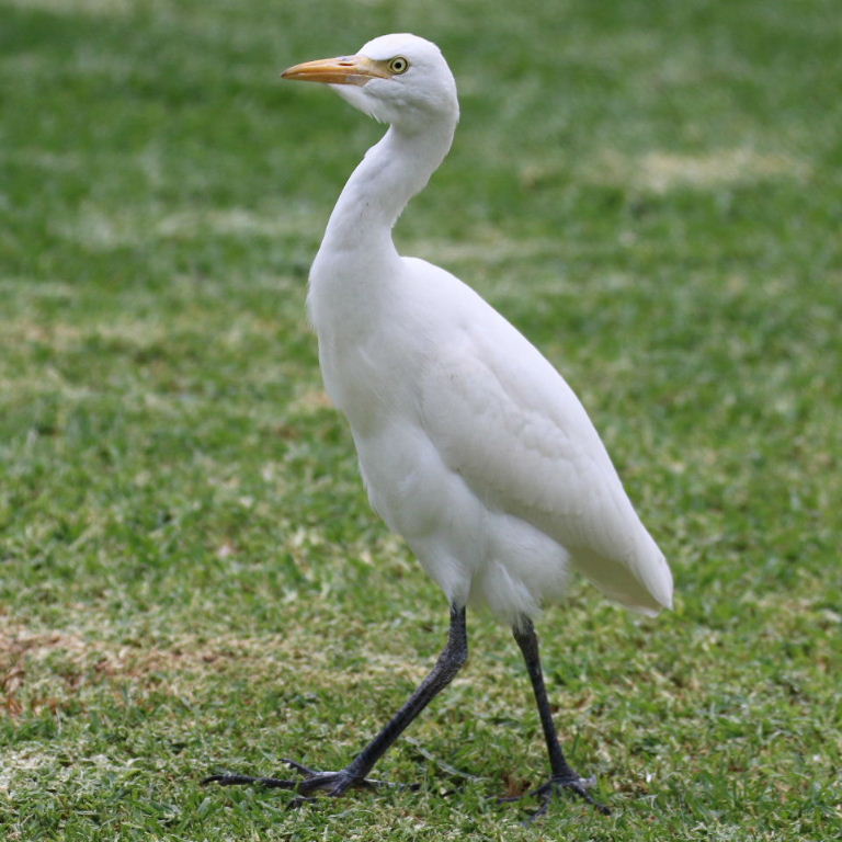 Cattle Egret