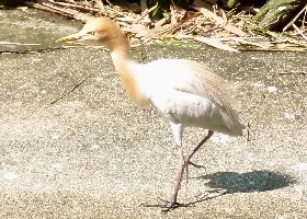 Eastern Cattle Egret