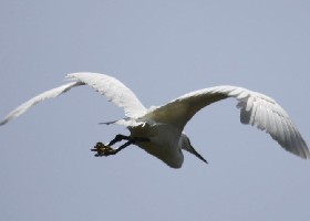Little Egret