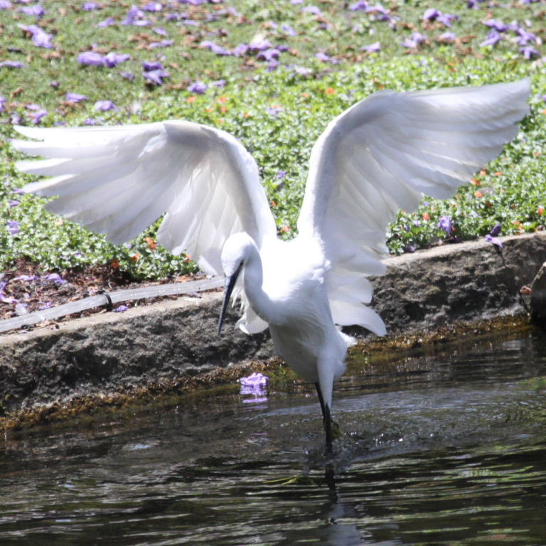 Little Egret fishing