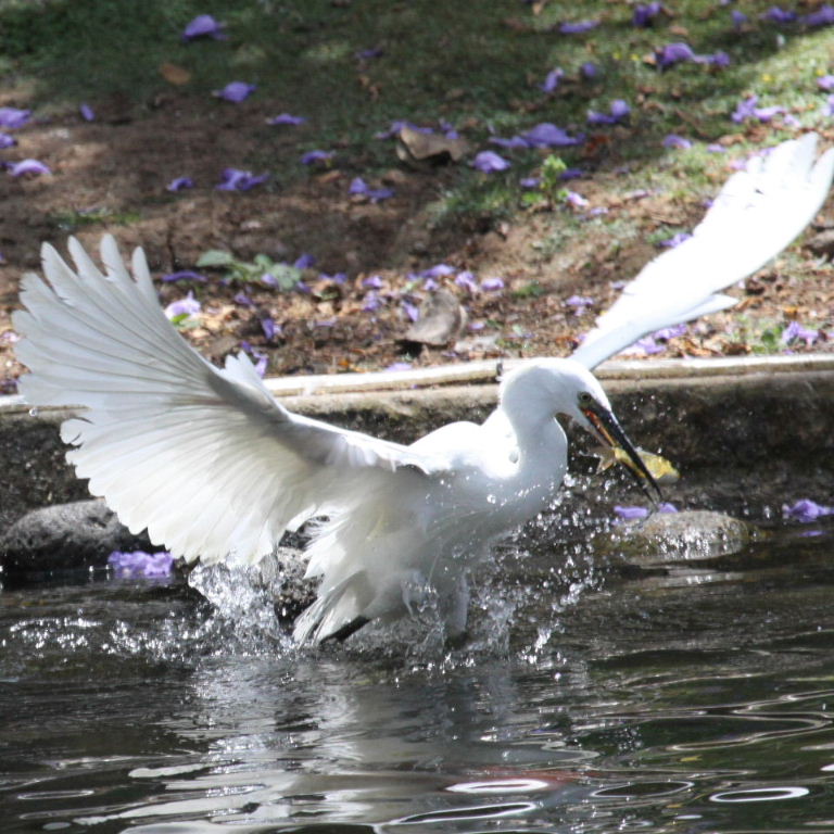 Little Egret fishing