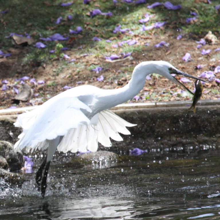 Little Egret fishing