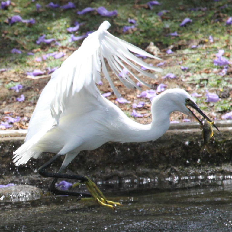 Little Egret