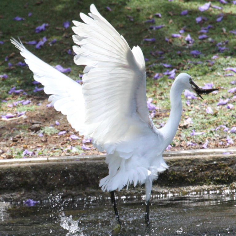 Little Egret
