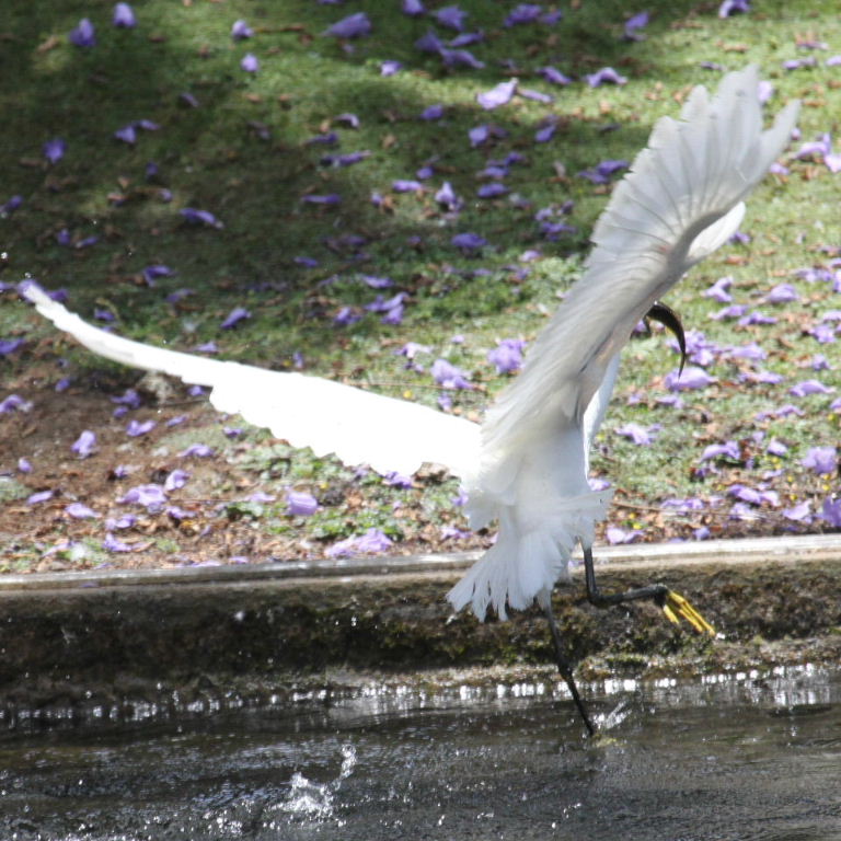 Little Egret
