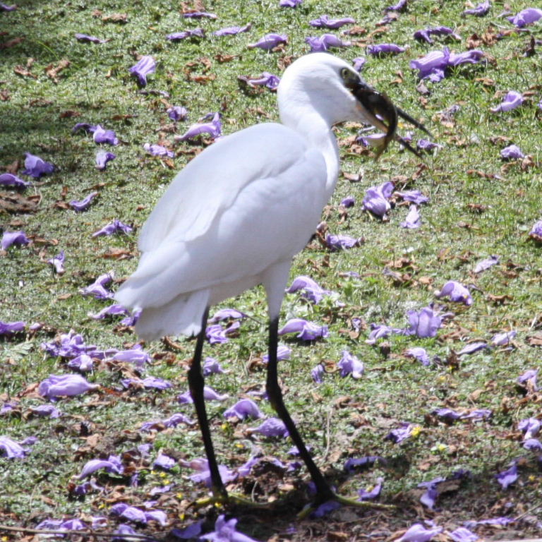 Little Egret with fish