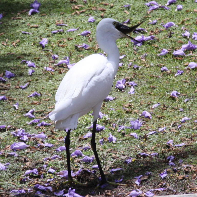 Little Egret with fish