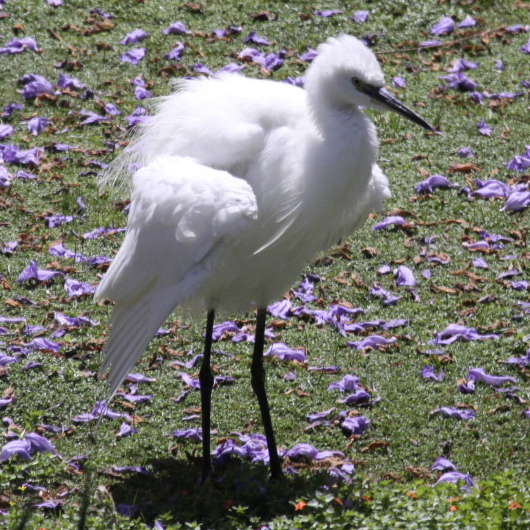 Little Egret