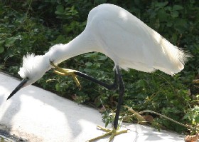 Egret thinking