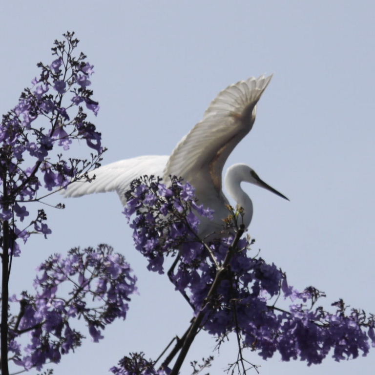 Little Egret in Jacaranda