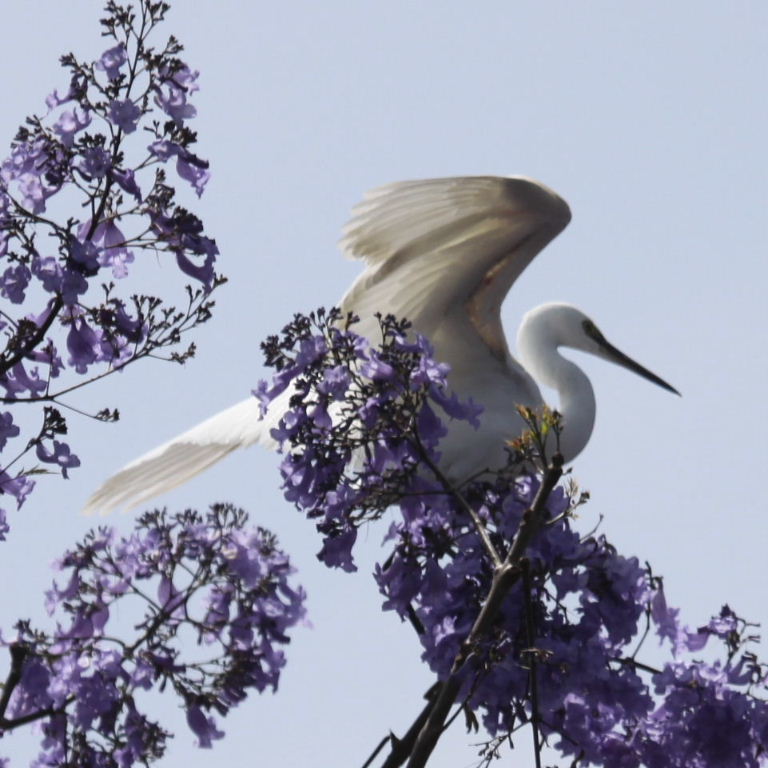 Little Egret in Jacaranda