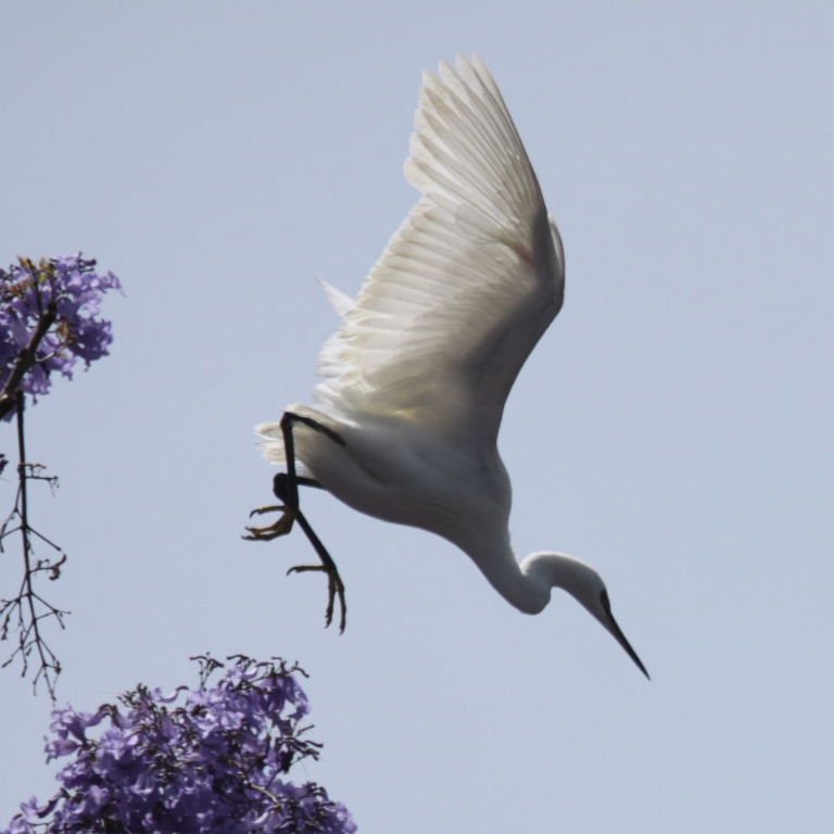 Little Egret in Jacaranda