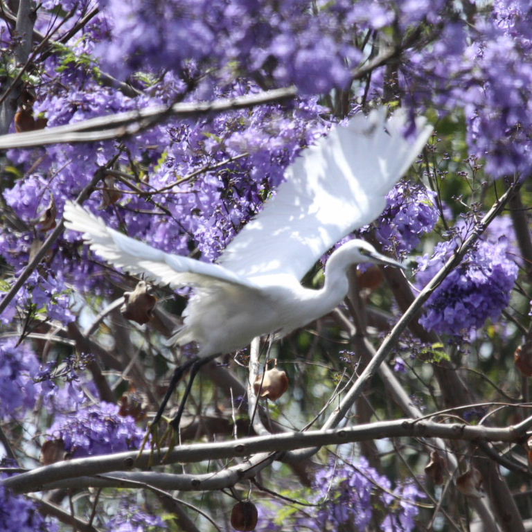 Little Egret in Jacaranda