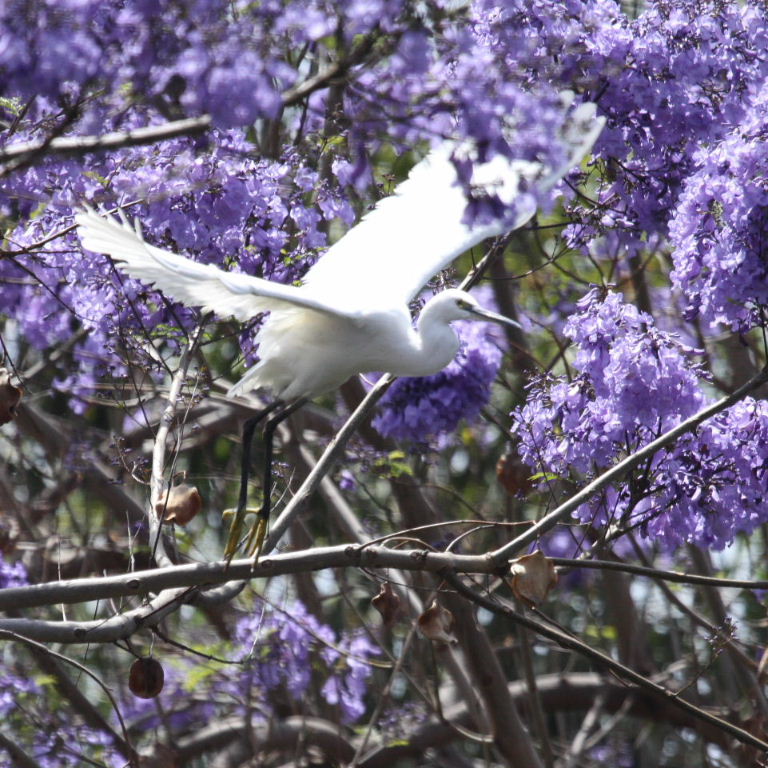 Little Egret in Jacaranda