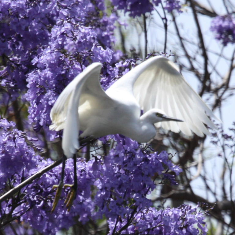 Little Egret in Jacaranda