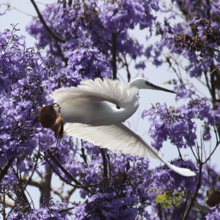 Little Egret in Jacaranda