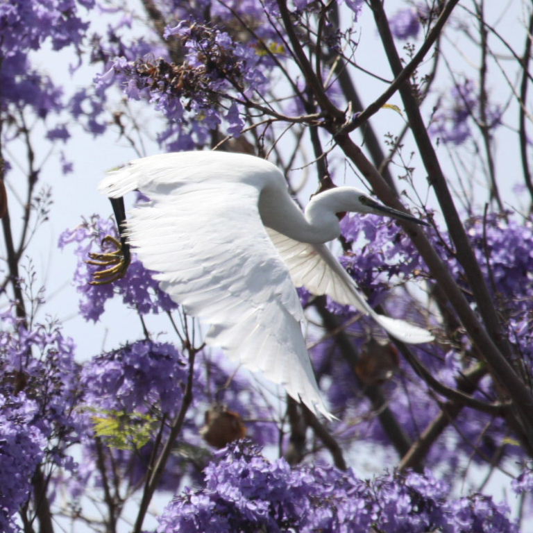 Little Egret in Jacaranda