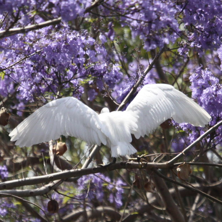 Little Egret in Jacaranda
