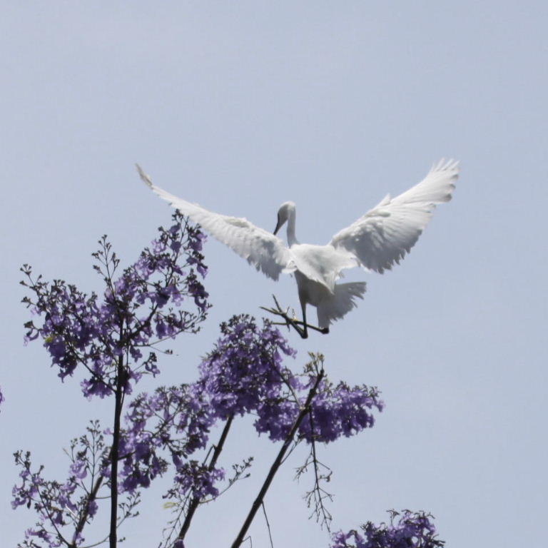 Little Egret in Jacaranda