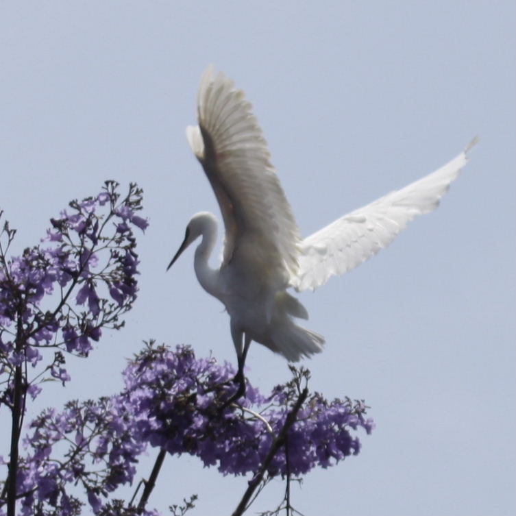 Little Egret in Jacaranda
