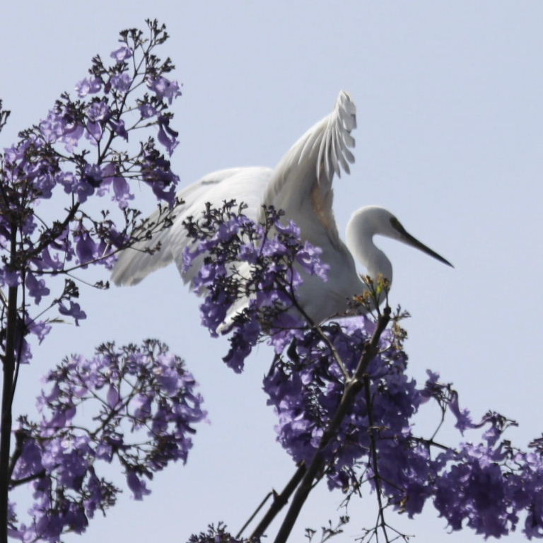 Little Egret in Jacaranda