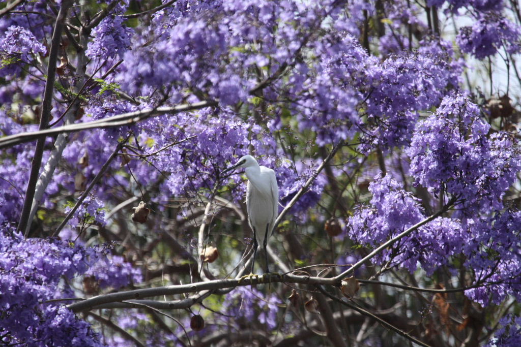 Little Egret in Jacaranda