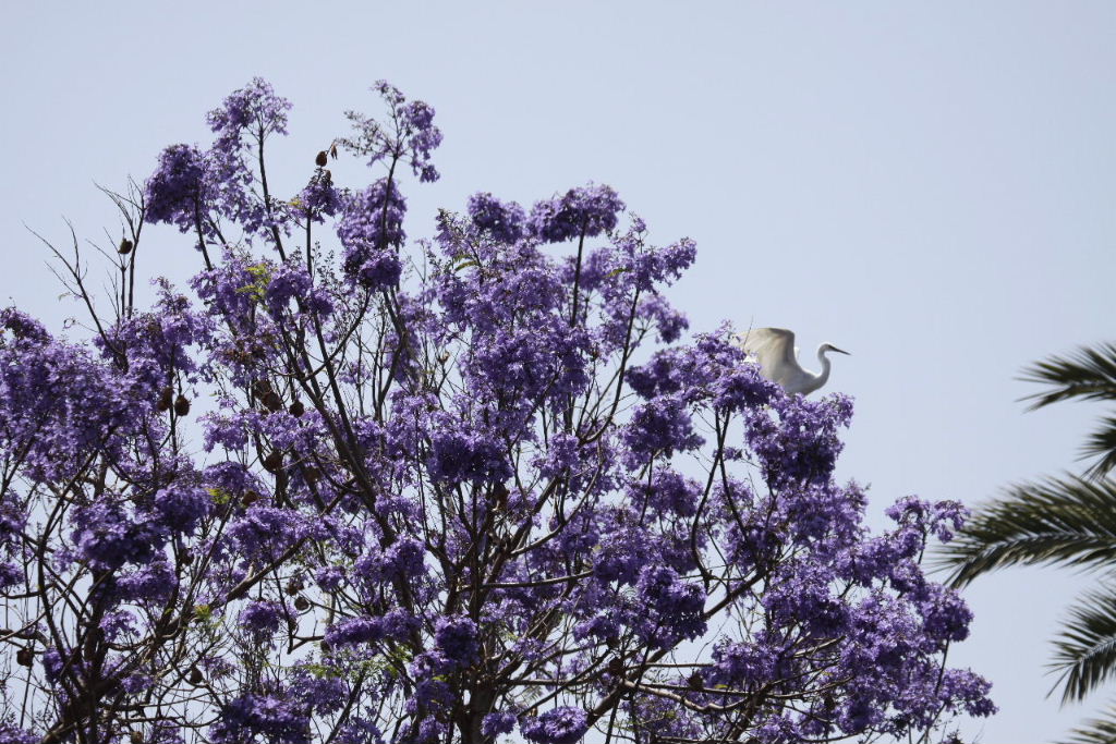 Jacaranda tree